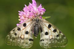 Apollofalter - Zum Vergroessern klicken!